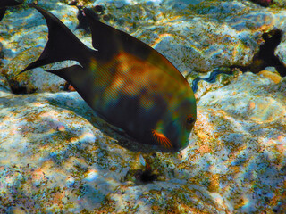 The world of the Red Sea