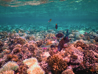 The world of the Red Sea