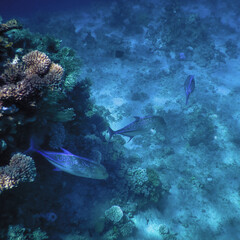 The world of the Red Sea