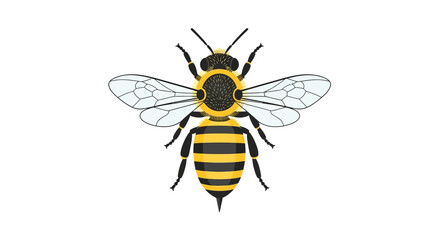 Isolated detailed vector illustration of a honeybee, showcasing its distinctive markings and
