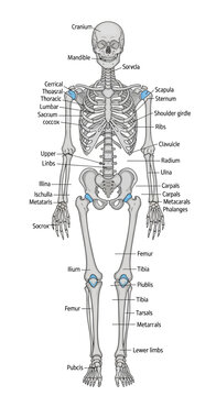 Anatomical illustration of the human skeleton with labels.