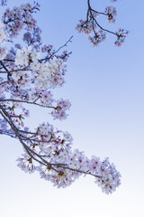 春に咲き誇る満開の桜と花びらの風景