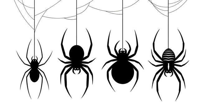 A collection of black spider silhouettes hanging from a spiderweb, isolated vector icon set for Halloween designs