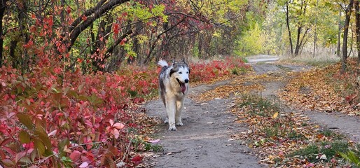 Husky Dog Walking on a Path with Red Leaves © Анастасія Семендяєва