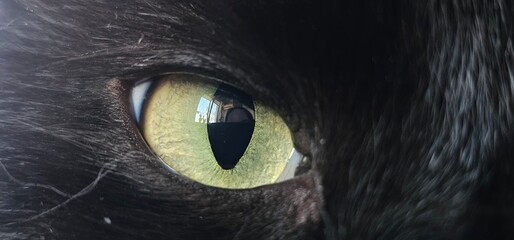 Close-Up of a Black Cat’s Yellow Eye