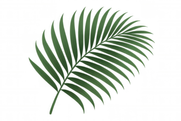 Green palm frond, tropical leaf with detailed texture, botanical element, isolated on transparent background