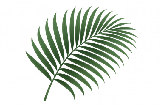 Green palm frond, tropical leaf with detailed texture, botanical element, isolated on transparent background
