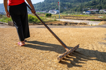 Farmers turning over the grain in the threshing ground in autumn
