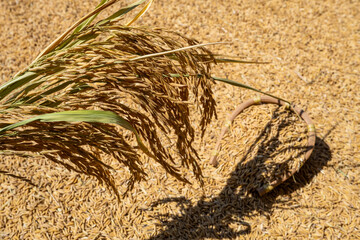 Rice grains and rice ears exposed to the sun in autumn