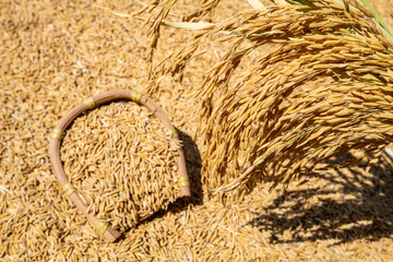 Rice grains and rice ears exposed to the sun in autumn