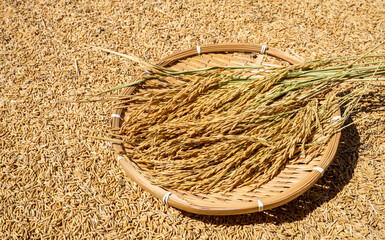Rice grains and rice ears exposed to the sun in autumn