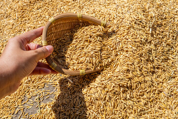 A winnowing basket filled with golden rice