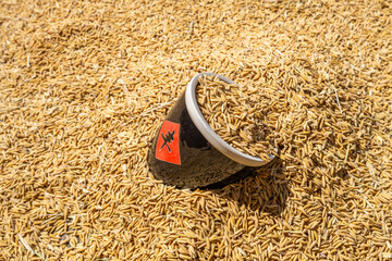The harvest of rice is exposed to the sun in autumn
