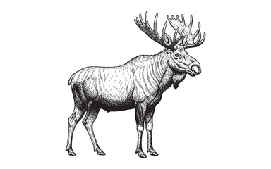 Fototapeta premium large male moose with massive antlers