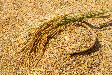 Rice grains and rice ears exposed to the sun in autumn