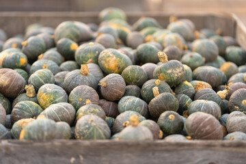 A large pile of Mini Kabocha, a type of Japanese winter squash, fills a wooden container. Autumn harvest concept for healthy organic food, seasonal recipes, and farmer's market display.