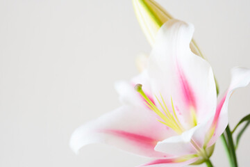 ピンクの百合の花を白背景で撮影05