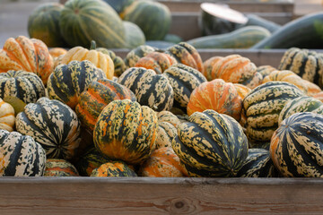 A large pile of freshly harvested acorn winter squash with striped green and orange skin. This...