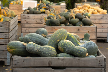 A large wooden crate filled with Lunga di Napoli winter squash, a green Italian heirloom variety. Autumn harvest display at an outdoor farmers market for seasonal cooking and healthy organic food.