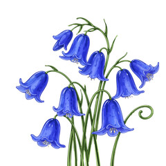 Cluster of bluebells with delicate petals on green stems, vector illustration. Flora, spring and summer blooming, outdoors. Mother's day and Women's International Day