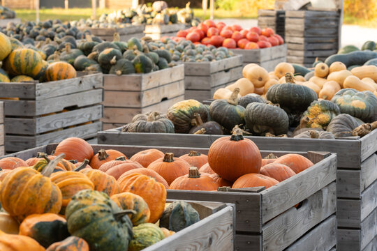 A wide variety of pumpkins and winter squash, including orange and butternut, filling large wooden bins. Fresh organic produce from the autumn harvest for sale at a farmers market for Thanksgiving.