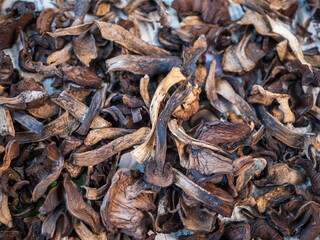 Dried bolete mushrooms on paper surface. Natural dehydrated slices of edible wild mushrooms, ready for cooking and seasoning.