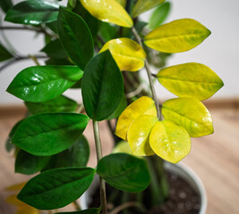 ZZ plant with healthy green and yellow damaged leaves. Contrast between fresh and wilted foliage shows signs of disease, overwatering, and leaf drop.