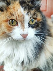 portrait of a cat,A beautiful fluffy white and red and black cat