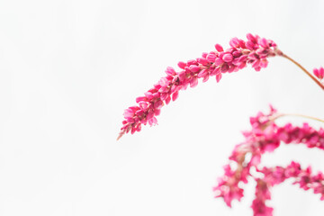 オオケタデのピンク色の花を白背景で撮影01