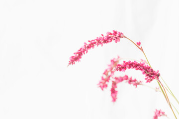 オオケタデのピンク色の花を白背景で撮影03