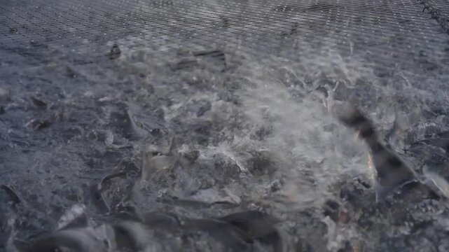 Closeup of fish farming in cages, Central Coalfields Limited has developed abandoned coal mine pits for pisciculture, providing livelihoods for displaced communities, Jharkhand