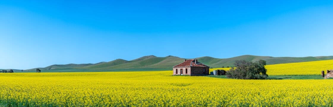 Iconic Midnight Oil house in Burra, South Australia surrounded by yellow canola and green hills in spring