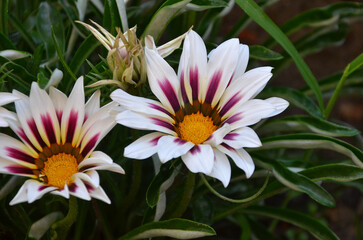 Closeup gazania'Rose Strip' late summer early  autumn flowering plant. Gardening concept.