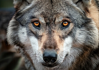 Fototapeta premium A close-up portrait of a wolf. The wolf has piercing amber eyes and a detailed coat of fur.