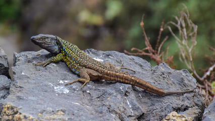 lizard on a rock