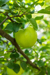 An apple on a tree in an orchard. Selective focus.