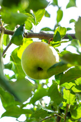 An apple on a tree in an orchard. Selective focus.