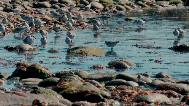 A flock of Sanderlings, Calidris alba, on a feeding frenzy during low tide