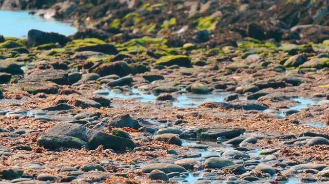 Ringed plover birds, Charadrius hiaticula, feeding on low tide 