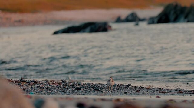 Ringed plover bird, Charadrius hiaticula, on a pebble beach during low tide
