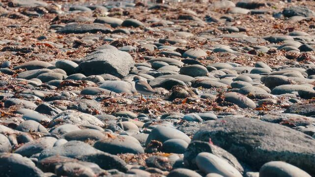 Ringed Plover - Charadrius hiaticula - feeding on the beach during low tide