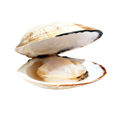 fresh oysters on a transparent background 