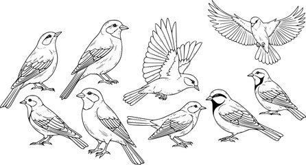 Birds hand drawn vector illustration.
