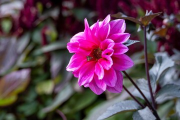 Obraz premium alampla palaeodes moth on a bright pink dahlia flower
