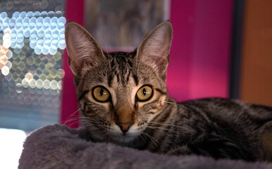 green-eyed tabby cat lying down looking at the camera