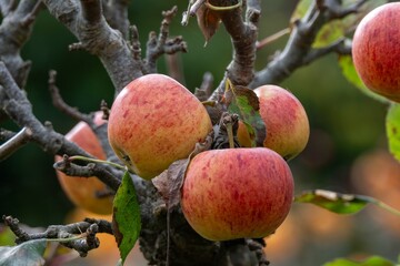 Malus domestica borkh rosy red apples growing on a tree