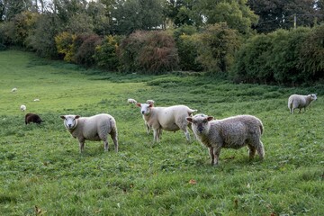 Obraz premium portrait of sheep in field with autumn coloured trees in the background