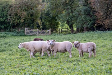 close up portrait of pretty woolly sheep with Autumn coloured trees in the background