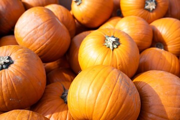pumpkins harvested ready to be carved at halloween