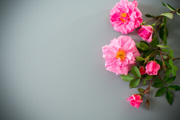 Blooming rose buds with green foliage on a gray background
